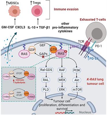 Frontiers | Targeting KRAS Mutant In Non-Small Cell Lung Cancer: Novel ...